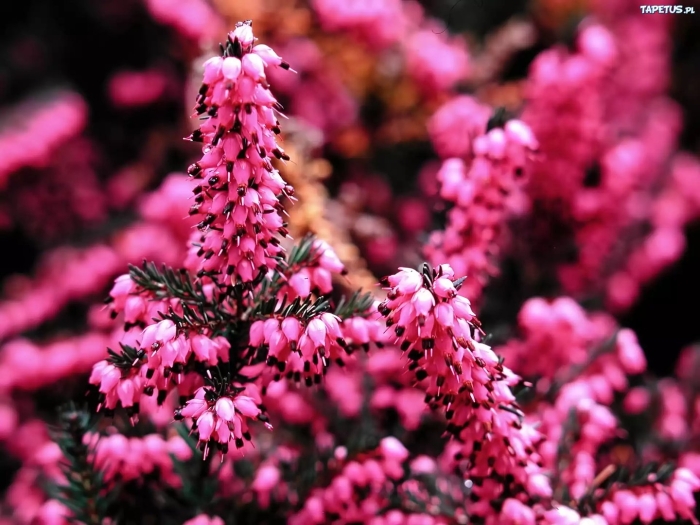 Эрика дарленская kramer's rote