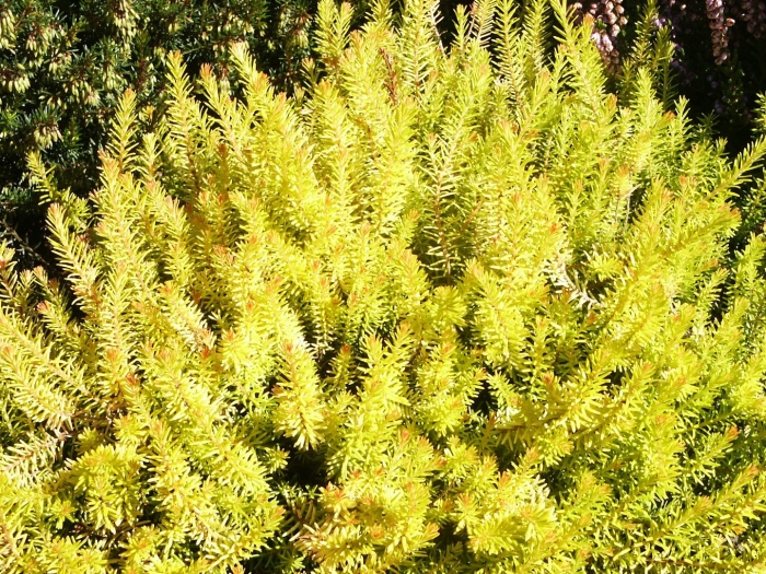 Очиток отогнутый (sedum reflexum)  angelina