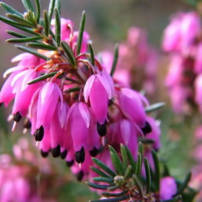 Растение эрика