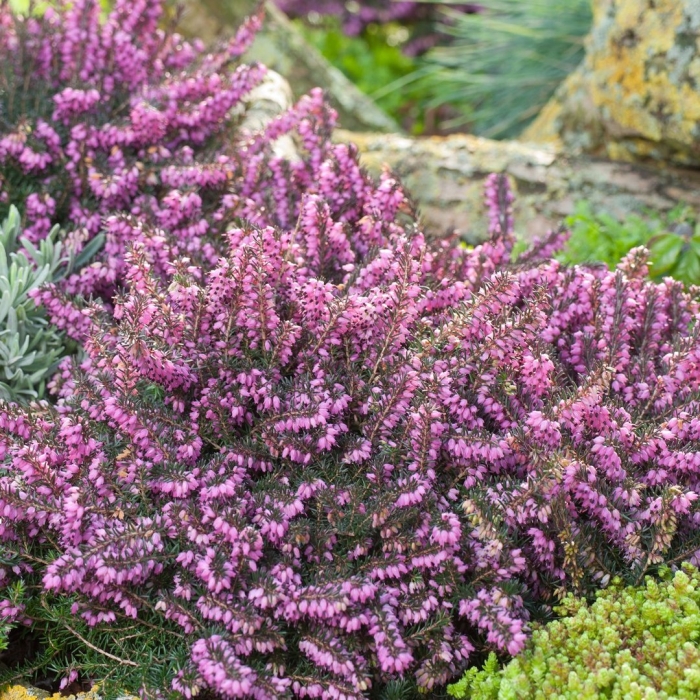 Эрика дарленская дарлей дэйл