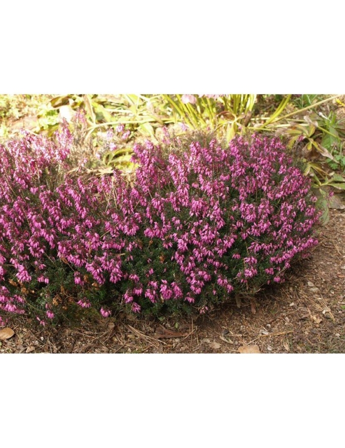 Кустарник эрика