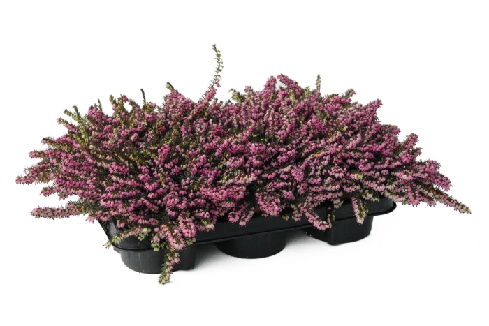 Эрика крамерс