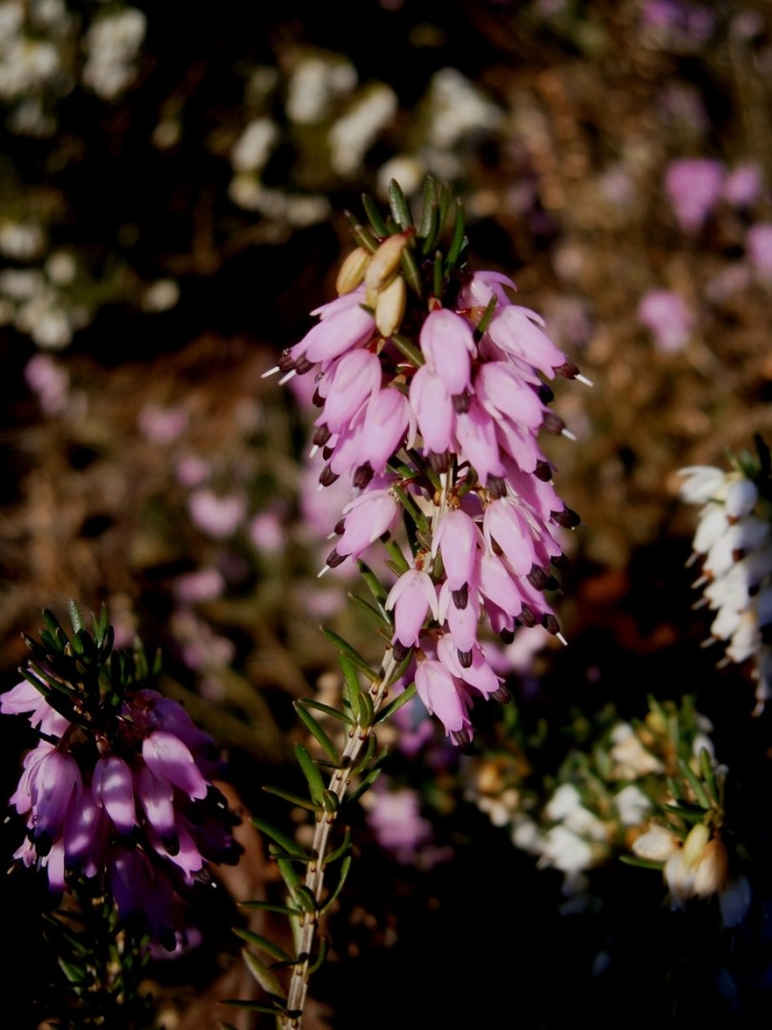 Эрика травянистая  крамерс