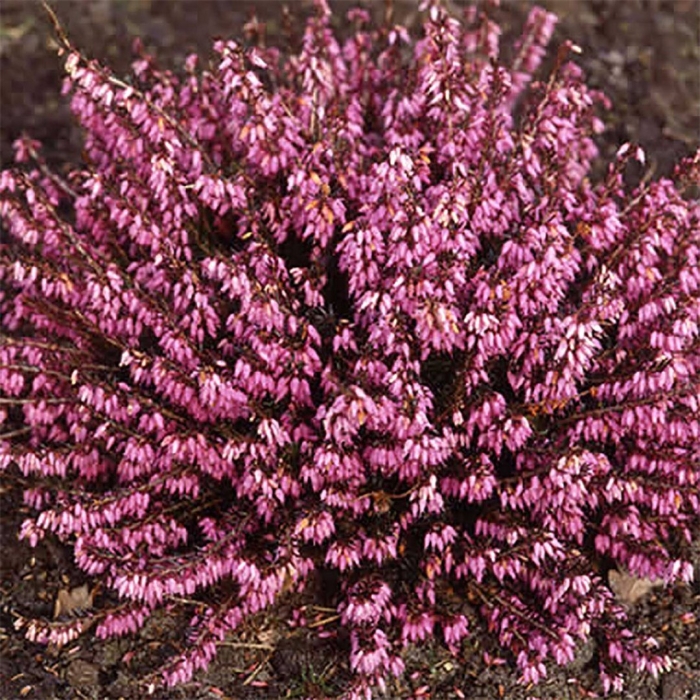 Кустарник эрика дарленская