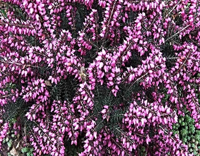 Растение эрика изабель