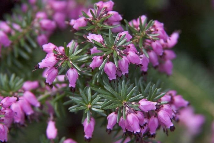 Семейство вересковых эрика