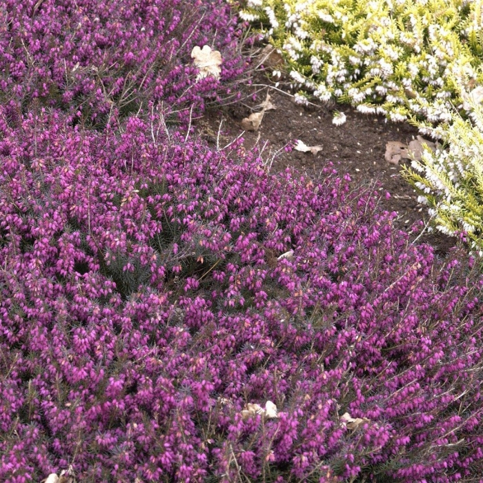 Эрика дарленская kramer's rote