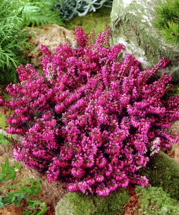 Вереск каллуна эрика