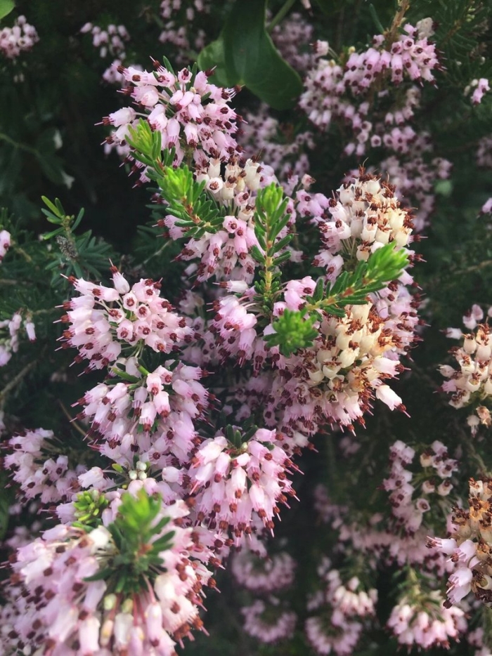 Erica multiflora