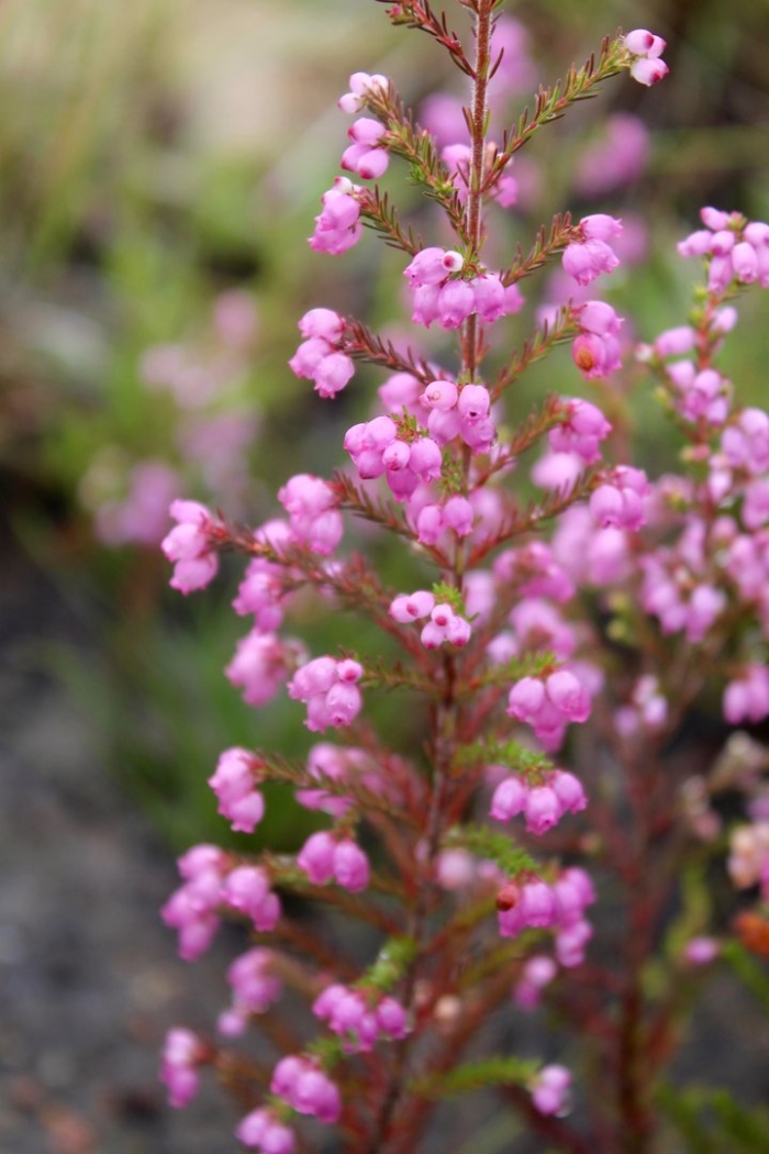 Вереск эрика грацилис