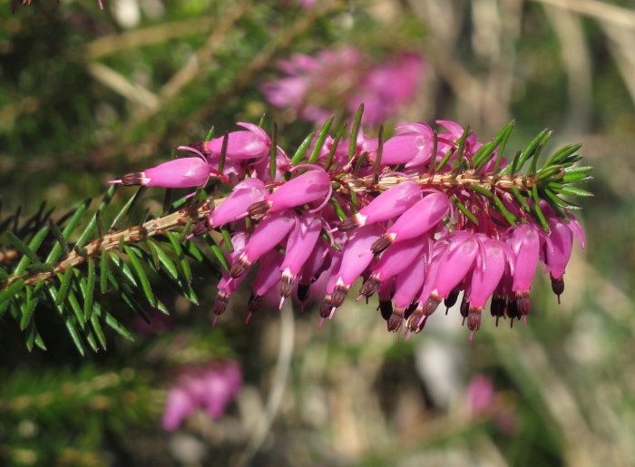Erica carnea 'foxhollow'