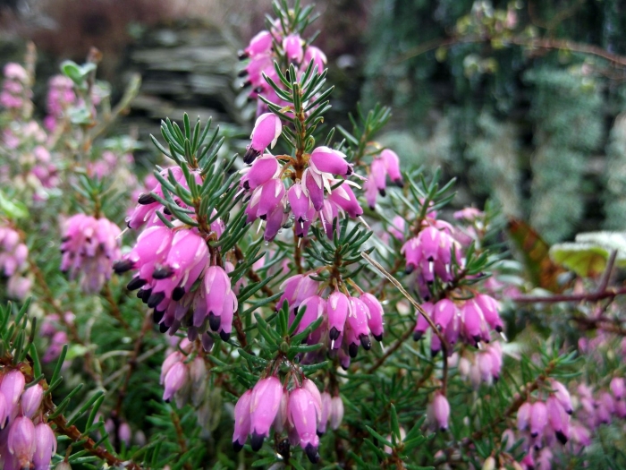 Вереск эрика дарленская