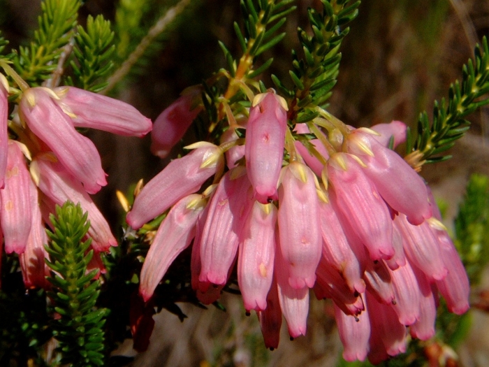 Семейство вересковых эрика