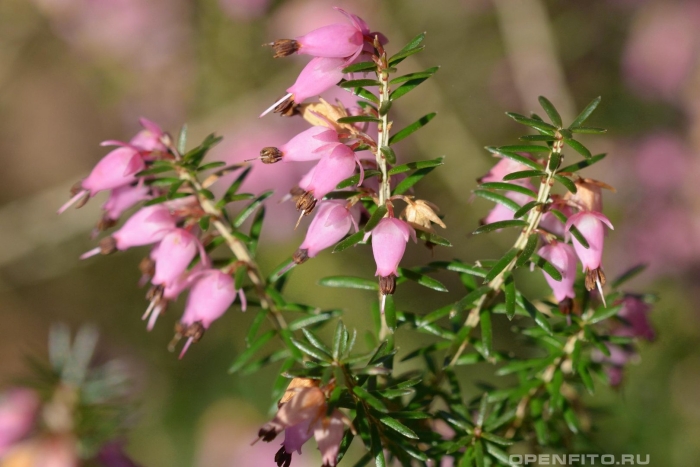Вереск обыкновенный малин