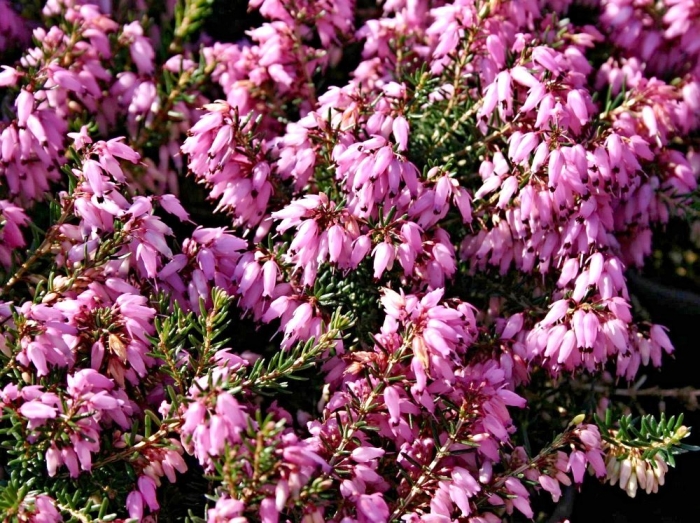 Растение эрика марч сидлинг