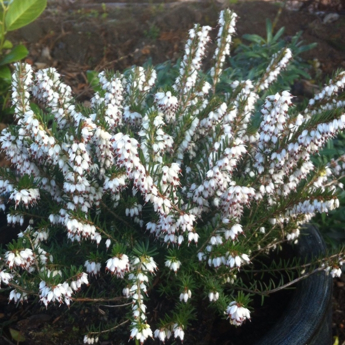 Erica darleyensis 'silberschmelze'
