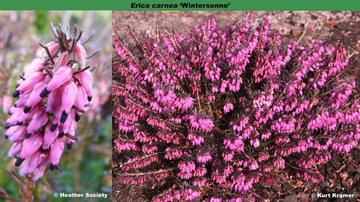 Вереск эрика дарленская