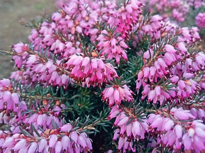 Вереск эрика дарленская