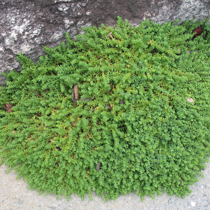 Thymus praecox creeping red