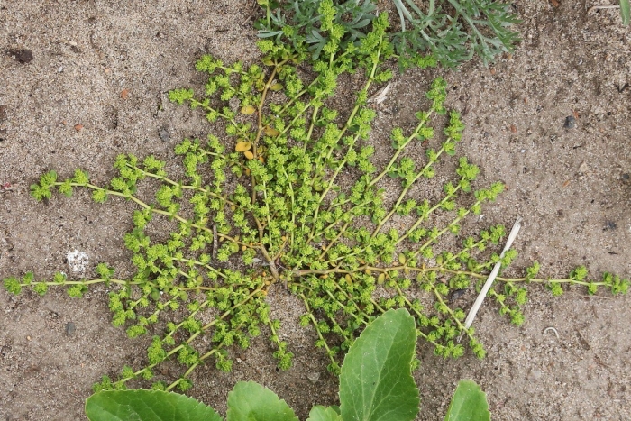 Грыжник (herniaria)