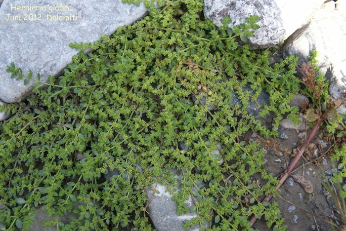 Грыжник (herniaria)