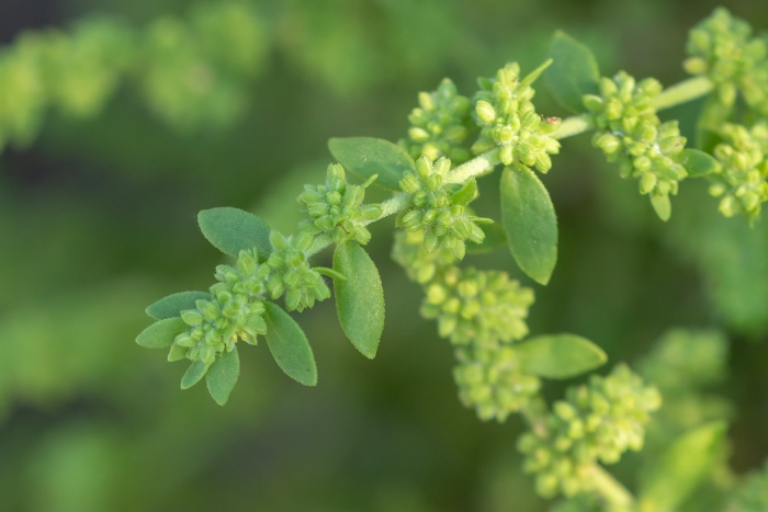 Грыжник (herniaria)