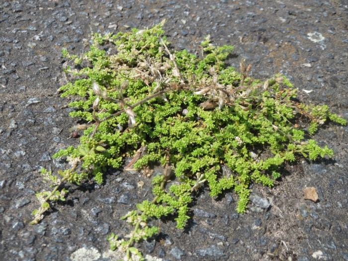 Грыжник (herniaria)