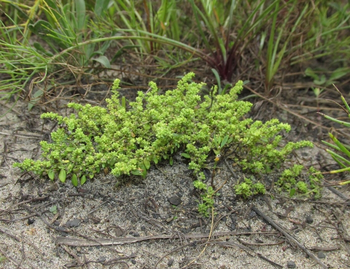 Грыжник многобрачный