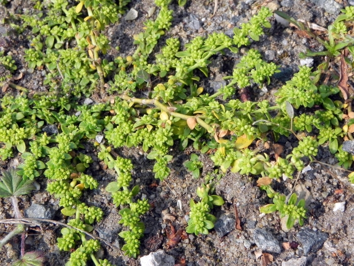 Грыжник (herniaria)