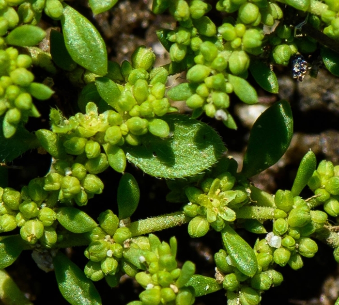 Грыжник трава