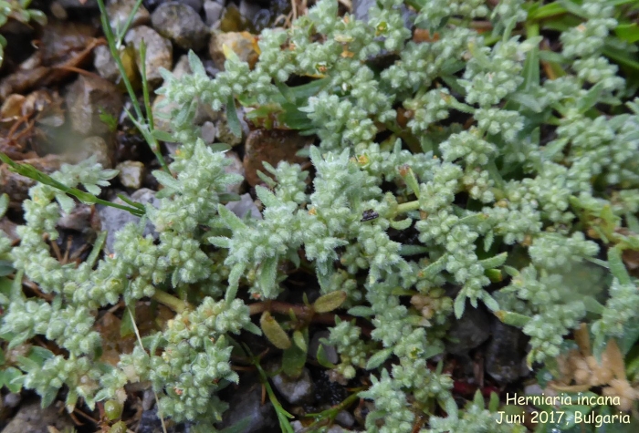 Грыжник бессера