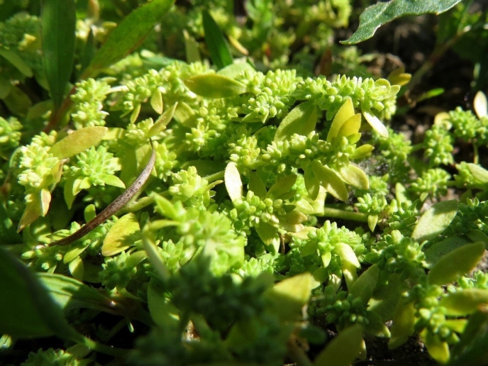 Грыжник бессера