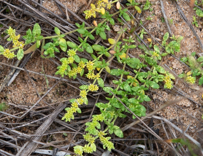 Очиток sedum acre