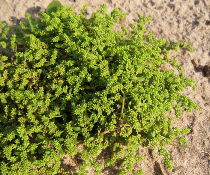 Грыжник гладкий