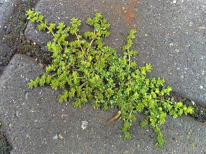 Грыжник душистый