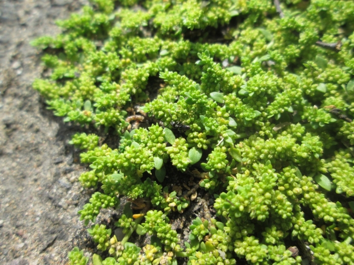 Грыжник (herniaria)