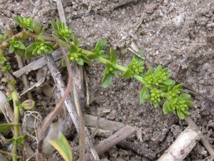 Грыжник гладкий