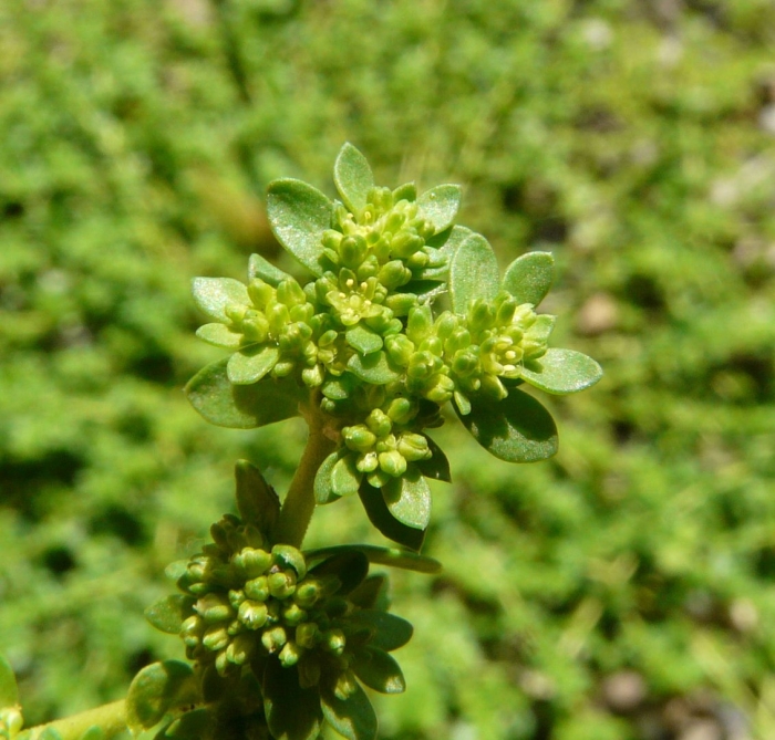 Грыжник трава