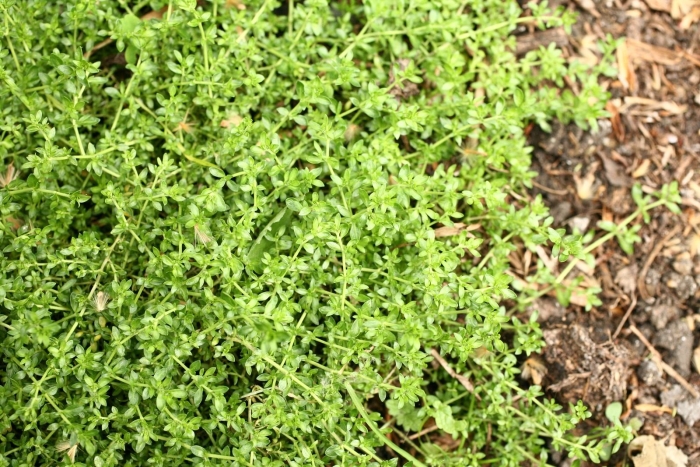 Thymus citriodorus