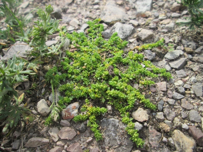 • herniaria glabra (průtržník lysý