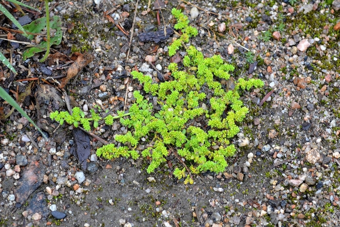 Грыжник гладкий