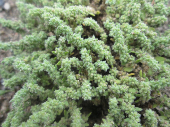 Herniaria hirsuta