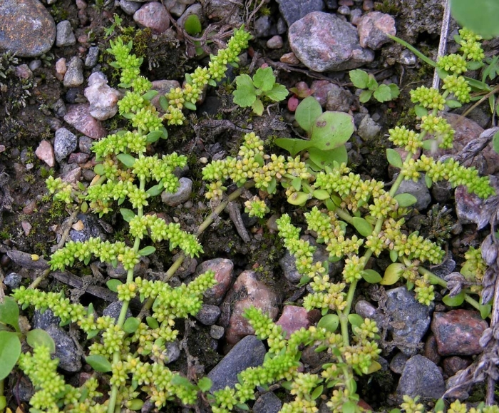 Трава грыжник