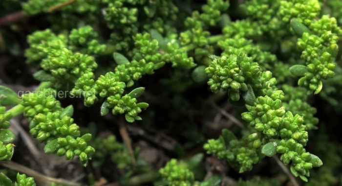 Грыжник (herniaria)