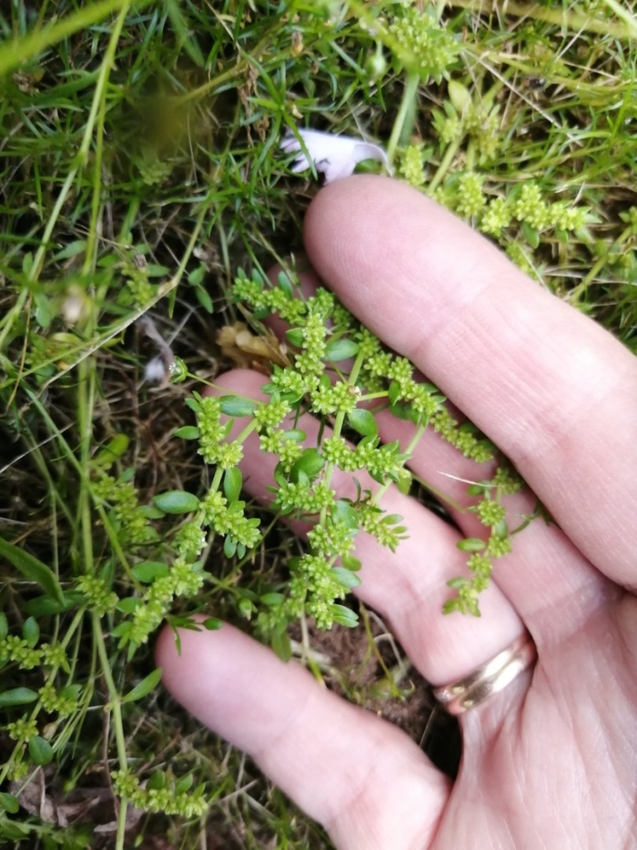 Грыжник гладкий