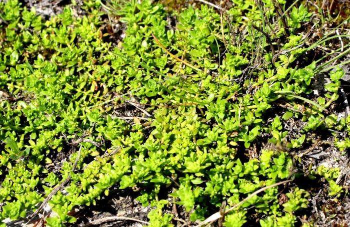 Грыжник (herniaria)