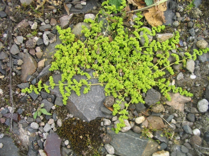 Грыжник (herniaria)