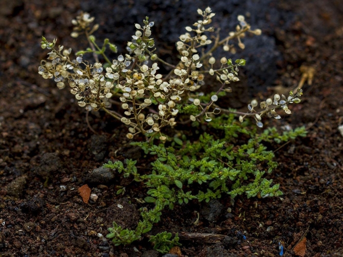 Грыжник (herniaria)