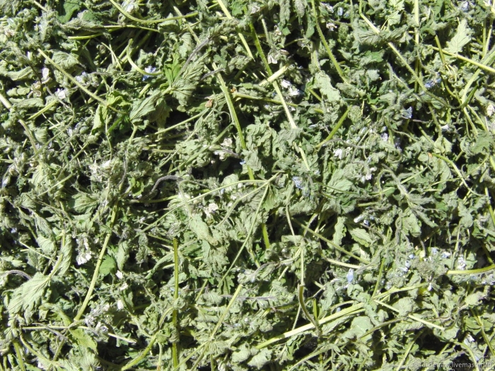 Вероника дубравная