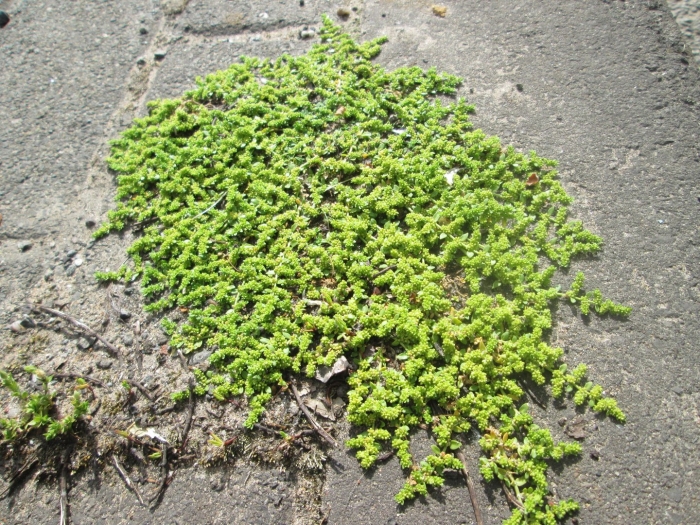 Грыжник (herniaria)